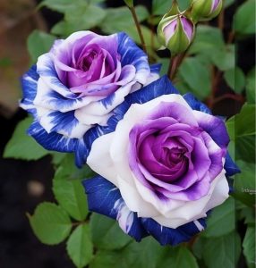 Роза Айвори Каскад купить по цене от 420р. в интернет-магазине «Посадика» с доставкой почтой в в Курчалойе и по всей России – [изображение №1].