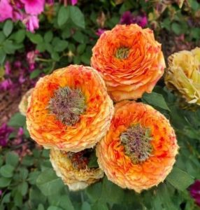 Роза Золотой Мираж купить по цене от 420р. в интернет-магазине «Посадика» с доставкой почтой в в Курчалойе и по всей России – [изображение №1].