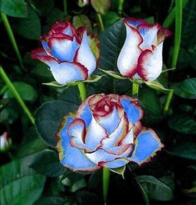 Роза Сафайер Пэтл купить по цене от 450р. в интернет-магазине «Посадика» с доставкой почтой в в Курчалойе и по всей России – [изображение №1].