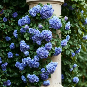 Роза плетистая Блю Перпл купить по цене от 540р. в интернет-магазине «Посадика» с доставкой почтой в в Курчалойе и по всей России – [изображение №1].